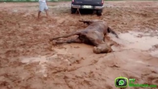 Cavalo morre em treinamento de vaquejada