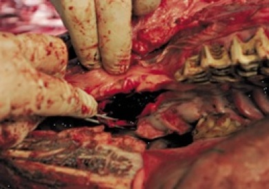 Necropsia mostrando hematomas causados pelo uso de bridãosob a membrana mucosa de cavalo. Foto: Nevzorov Haute Ecole