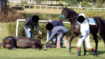 Cavalo morre em corrida (Foto: Nevzorov Haute Ecole)