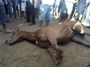Cavalo morre em corrida em São José do Jacuípe.
