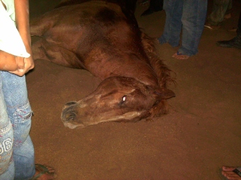 Cavalo morre em vaquejada.