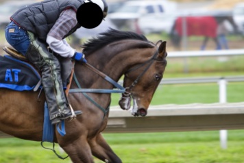 racehorse-horse-race-course-sport-53122
