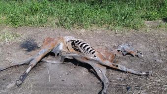 Corpo de cavalo em decomposição encontrado em parque de vaquejada em Teresina.