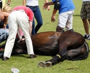 Cavalo morre em partida de polo.