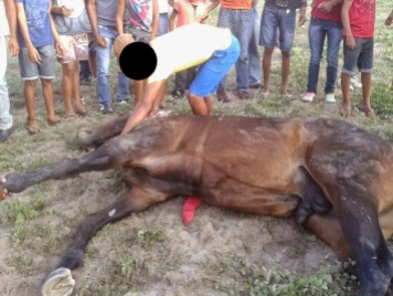Cavalo morre em corrida em Pintadas.